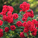 Green boutiQ - Rosa de Jardín - Rosa Rote The Fairy - Rosal - Resistente al Invierno - Rojo - 3 Plantas - Maceta 12cm - Altura 20-25cm