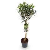Olivier sur tige - Olea europaea - H 90 cm, pot Ø19 cm