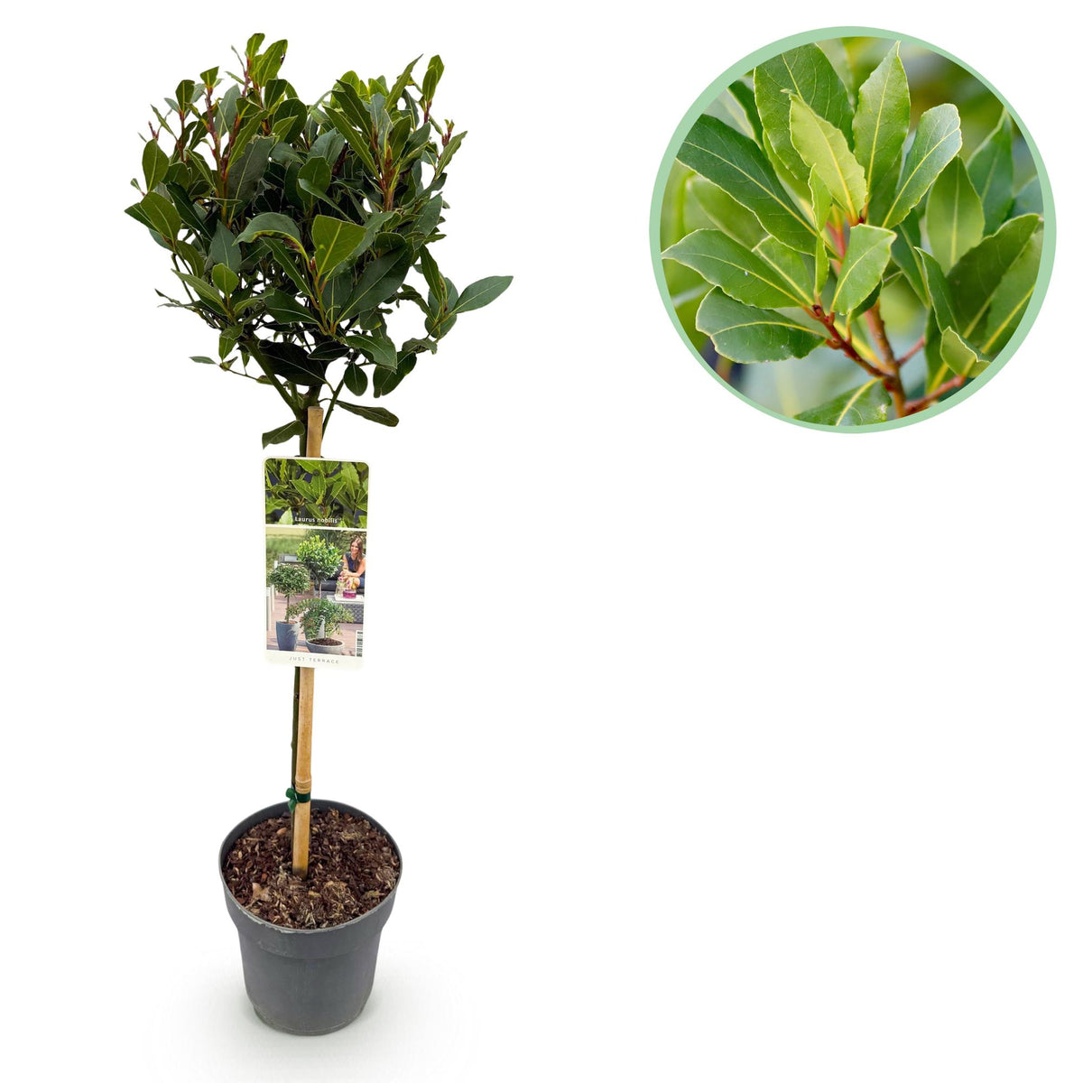 Laurier-sauce sur tige - Laurus nobilis - H 90 cm, pot Ø19 cm