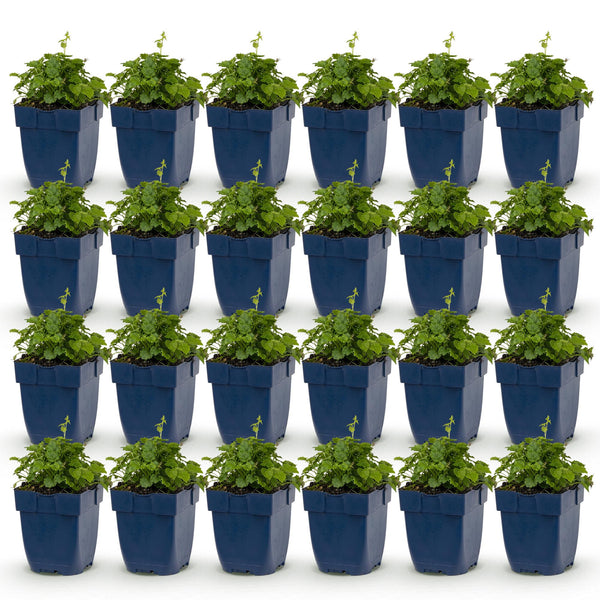 Campanule Lisduggan Variety - H 15-25 cm, pot Ø11 cm