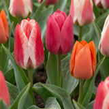 Tulipe de Greig en mélange - 320 bulbes