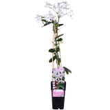 Clématite armandii Apple Blossom - Clématite persistante rose pâle - H 65 cm, pot Ø15 cm