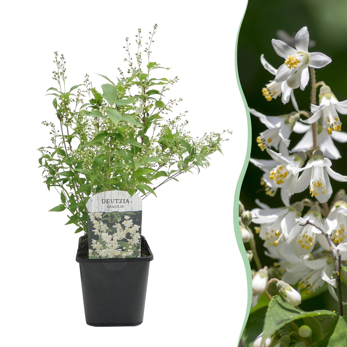 Deutzia gracilis à fleurs blanches - Deutzie - H 45 cm, pot Ø17 cm