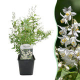 Deutzia gracilis à fleurs blanches - Deutzie - H 45 cm, pot Ø17 cm