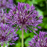 Ail d'ornement Purple Rain - 320 bulbes