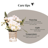 Orchidée Phalaenopsis blanche Botanic Nazaré avec cache-pot Melody crème - H 30 cm, pot Ø9 cm