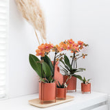 Orchidée Bolzano orange - Phalaenopsis - H 35 cm, pot Ø9 cm