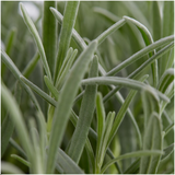 Lavande vraie en godet - 6 plants - H 15 cm, pot Ø7 cm