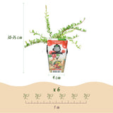 Canneberge Early Black - Vaccinium macrocarpon - 3 plants - H 35 cm, pot Ø9 cm