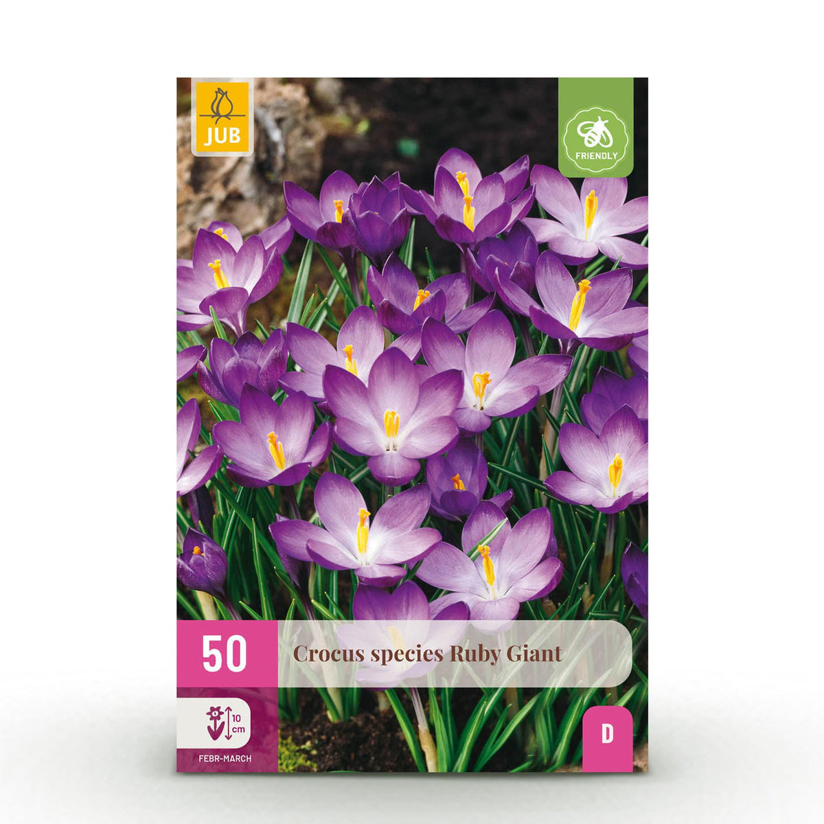 Crocus Ruby Giant - calibre 5/+