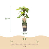 Kiwaï Weiki - Actinidia arguta - H 50 cm, pot Ø15 cm