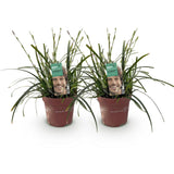 Carex Intense Green - H 50 cm, pot Ø17 cm - photo 2