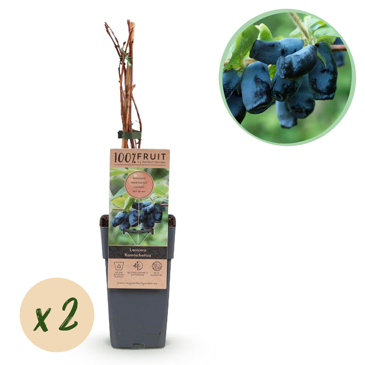 Camérisier Kamchatika - Lonicera caerulea - 2 plants - H 50 cm, pot Ø15 cm