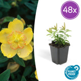 Millepertuis à grandes fleurs en godet - Hypericum calycinum - H 10-25 cm, pot Ø9 cm