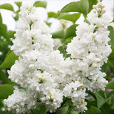 La Green Touch - Planta de Jardín - Syringa vulgaris Mme Lemoine - Lila Común - Resistente al Invierno - Blanco - 1 Planta - Maceta 17cm - Altura 45cm