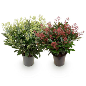 Skimmia japonica Duo – Lot de 2 – Pot 19 cm – Hauteur 60 cm