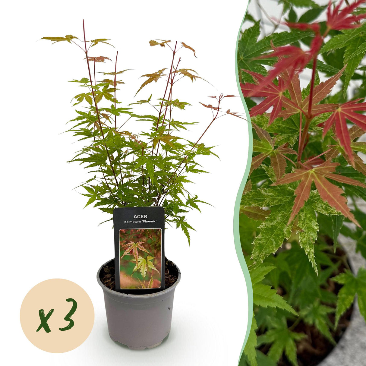 Acer palmatum Phoenix – Lot de 3 – Pot 12 cm