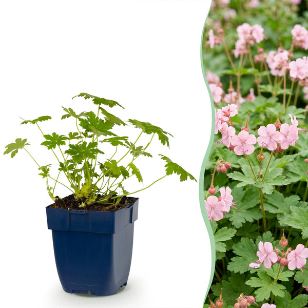 Géranium vivace Ingwersen's Variety - H 15-25 cm, pot Ø11 cm