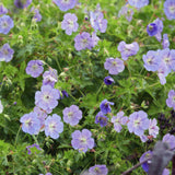Géranium vivace Rozanne en godet - Geranium Rozanne - H 10-25 cm, pot Ø9 cm - photo 6
