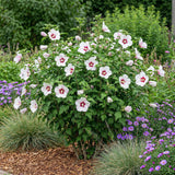 Green boutiQ - Planta de jardín - Hibiscus syriacus Hamabo - Hibiscus de jardín - Resistente al invierno - Blanco - Rosa - 3 Plantas - Maceta 17cm - Altura 45cm