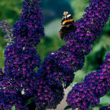 La Green Touch - Planta de Jardín - Buddleja davidii Black Night - Arbusto de Mariposas - Resistente al Invierno - Flores Púrpuras - 3 Plantas - Maceta 17cm - Altura 45cm