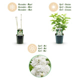 La Green Touch - Planta de Jardín - Syringa vulgaris Mme Lemoine - Lila Común - Resistente al Invierno - Blanco - 1 Planta - Maceta 17cm - Altura 45cm