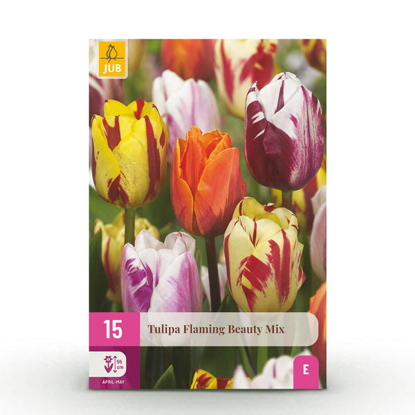 Tulipe en mélange Flaming Beauty - calibre 11/12