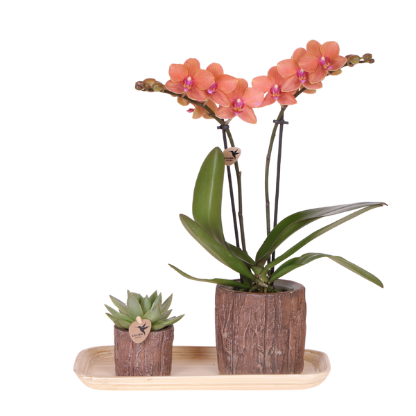 Orchidée Phalaenopsis orange Mineral Bolzano et succulente - coffret Tree - pot Ø9 cm