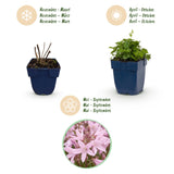 Campanule des murs Lisduggan Variety - 12 plants - H 15-25 cm, pot Ø11 cm