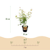 Érables du Japon Katsura - 2 plants - H 70 cm, pot Ø19 cm