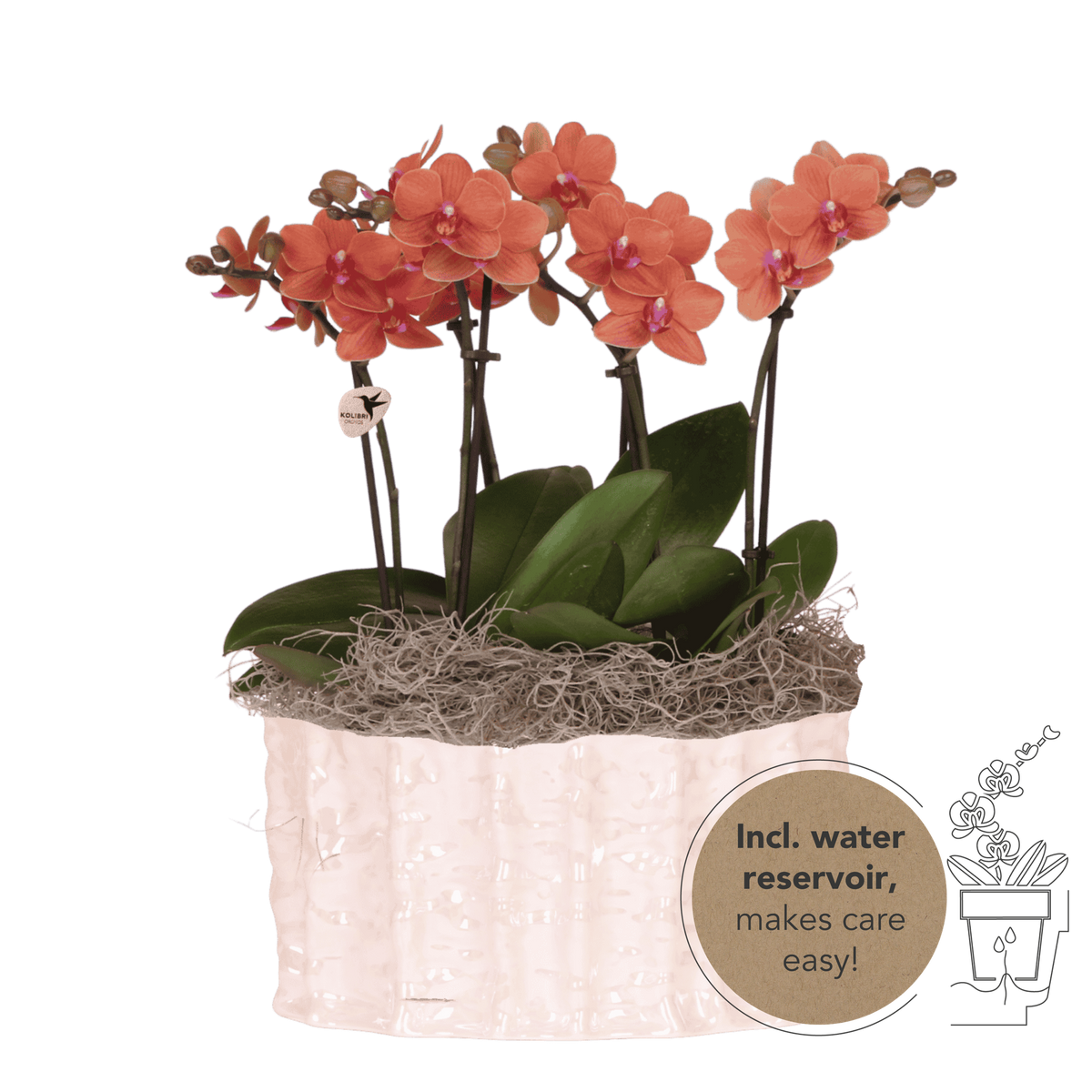 Orchidées Phalaenopsis orange Mineral Bolzano - bouquet de 3 en coupe Oyster