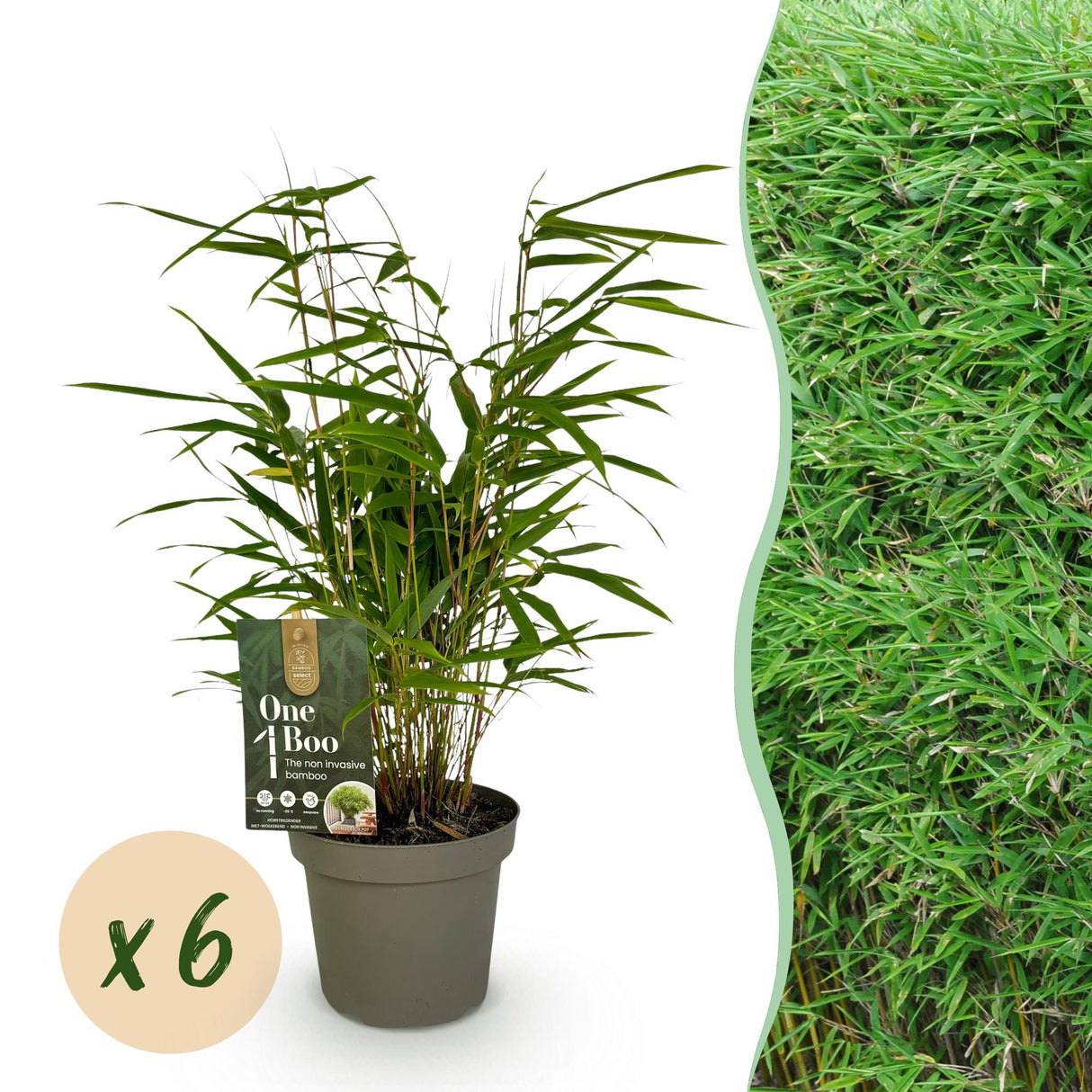 Green boutiQ - Bamboe - Fargesia Rufa - Bladhoudend - Niet Woekerend - Groen - 6 Planten - Pot 14cm - Hoogte 35cm