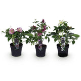 Hellébore orientale double en mélange - H 35 cm, pot Ø14 cm