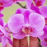 Orchidée Phalaenopsis rose-violet Mineral Frederikstad et succulente - coffret Allure violet - pot Ø9 cm