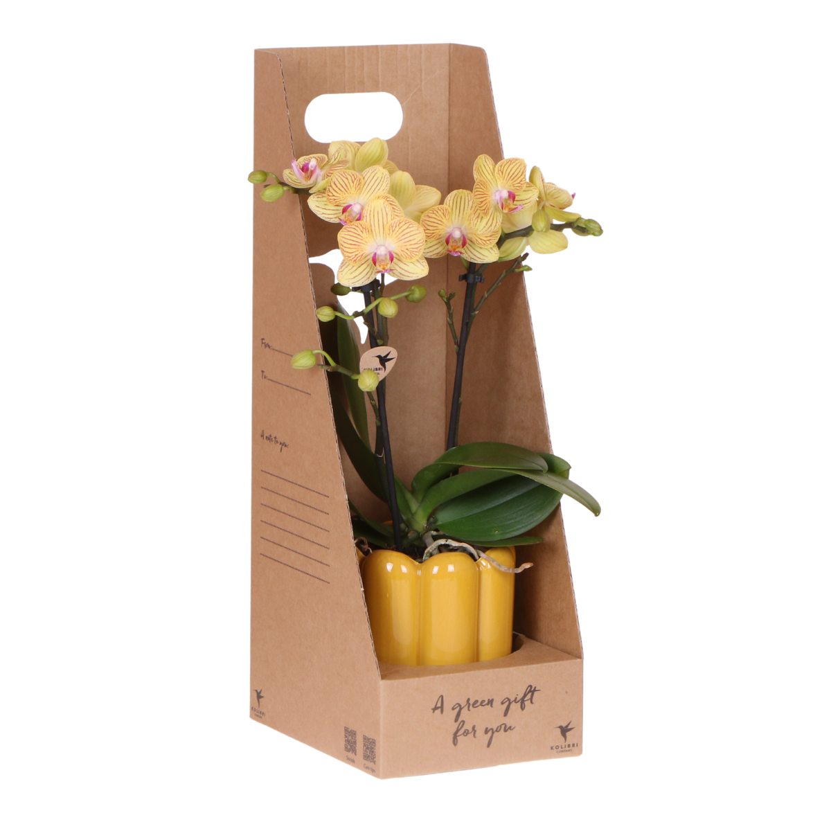 Orchidée Phalaenopsis jaune Blossom Lima - cache-pot Retro jaune et boîte cadeau - H 40 cm, pot Ø9 cm