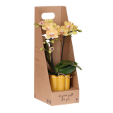 Orchidée Phalaenopsis jaune Blossom Lima - cache-pot Retro jaune et boîte cadeau - H 40 cm, pot Ø9 cm