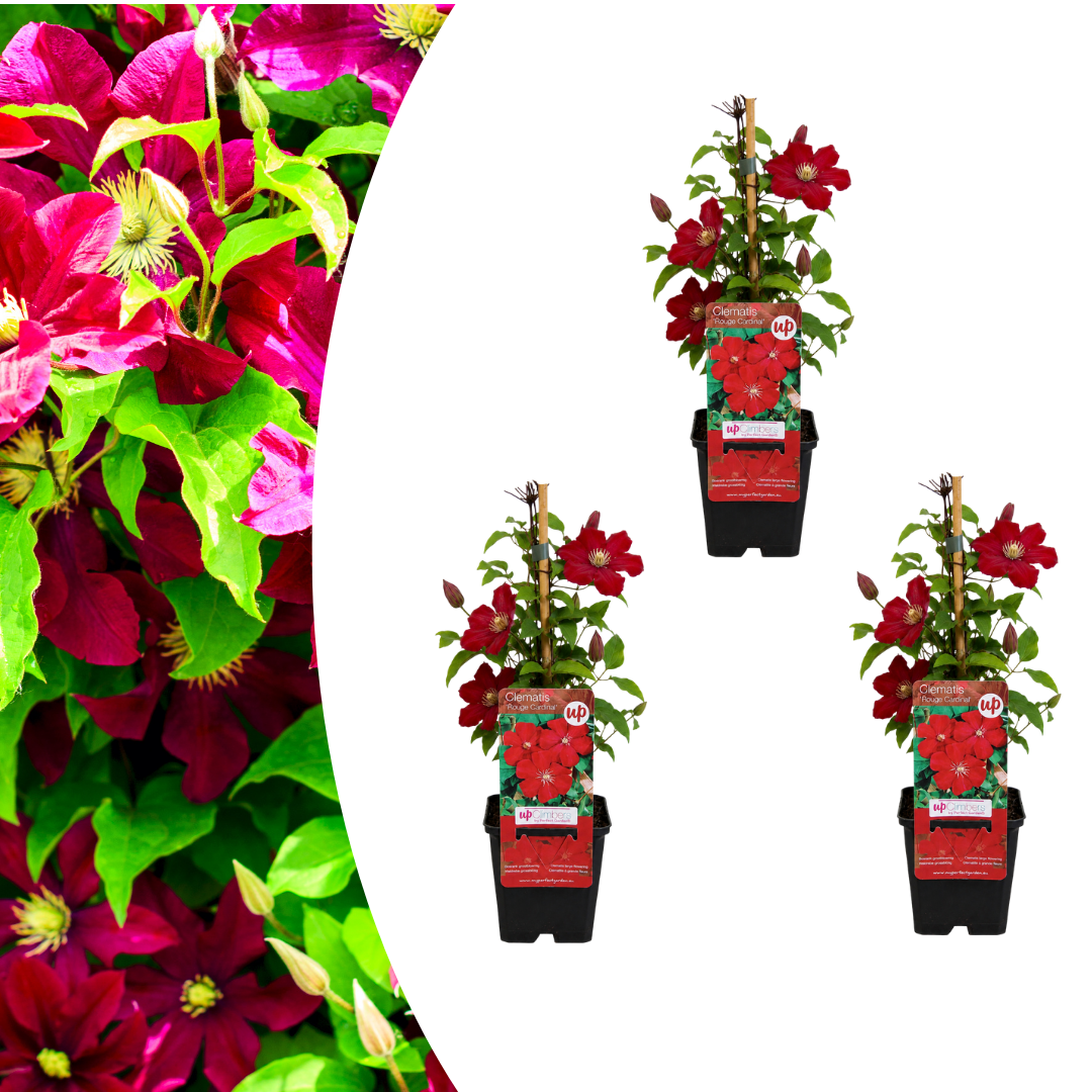 Clématite Rouge Cardinal en godet - Clématite à grandes fleurs - pot Ø9 cm