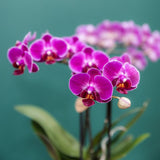 Orchidée Phalaenopsis violette Mineral Morelia - cache-pot Retro violet et boîte cadeau - pot Ø9 cm