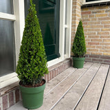 Houx du Japon en pyramide - Ilex crenata - H 55 cm, pot Ø21 cm