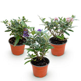 Green boutiQ - Planta de Jardín - Buddleja davidii Butterfly Candy Little Tricolour - Arbusto de Mariposas - Compacto - Rosa-Blanco-Lila - 3 Plantas - Maceta 12cm - Altura 20-25cm