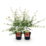 Érables du Japon Pink Dwarf - 2 plants - H 70 cm, pot Ø19 cm