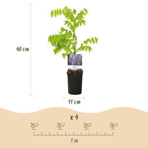 Glycine Prolific – Lot de 1 – Pot 11 cm – Hauteur 40 cm