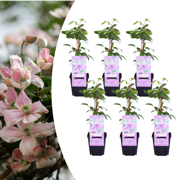 Clématite Hagley Hybrid en godet - Clématite à grandes fleurs roses - pot Ø9 cm