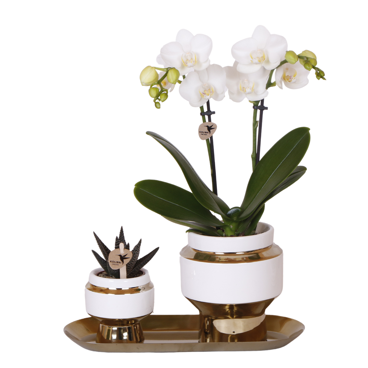 Orchidée Phalaenopsis blanche Mineral Amabilis et succulente - coffret Le Chic or - pot Ø9 cm