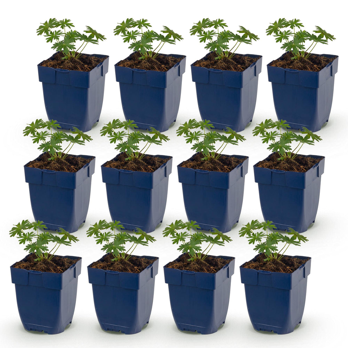 Géranium sanguin blanc Album - 12 plants - H 15-25 cm, pot Ø11 cm