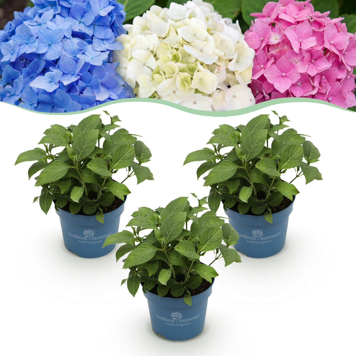 Green boutiQ - Planta de Jardín - Hortensia Endless Summer Azul - Rosa - Blanca - Hortensia - Resistente al Invierno - Azul - Rosa - Blanco - 3 Plantas - Maceta 14cm - Altura 20-25cm