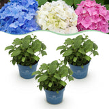 Green boutiQ - Planta de Jardín - Hortensia Endless Summer Azul - Rosa - Blanca - Hortensia - Resistente al Invierno - Azul - Rosa - Blanco - 3 Plantas - Maceta 14cm - Altura 20-25cm