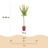 Saule crevette Flamingo - H 90-100 cm, pot Ø19 cm
