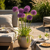 Ail d'ornement Purple Sensation - calibre 10/12
