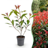 Kit haie Photinia Carré Rouge